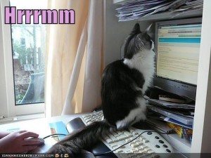 Cat sitting on keyboard peering at screen.